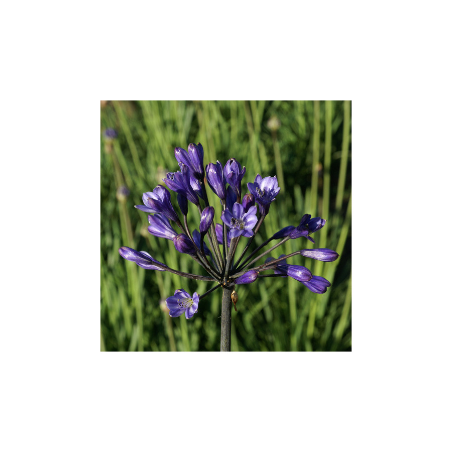 plantes-vivaces-agapanthus-intermedius-agapanthe-en-vente-pepiniere-lepage-