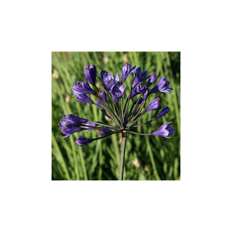 plantes-vivaces-agapanthus-intermedius-agapanthe-en-vente-pepiniere-lepage-