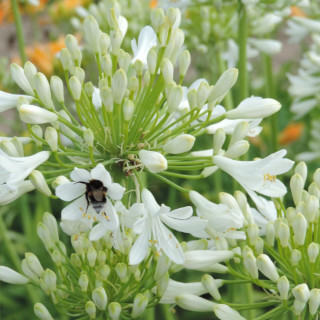 plantes-vivaces-agapanthus-polar-ice-agapanthe-en-vente-pepiniere-lepage-