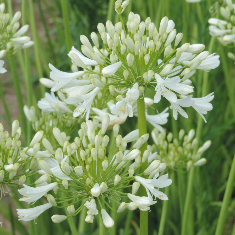 plantes-vivaces-agapanthus-polar-ice-agapanthe-en-vente-pepiniere-lepage-