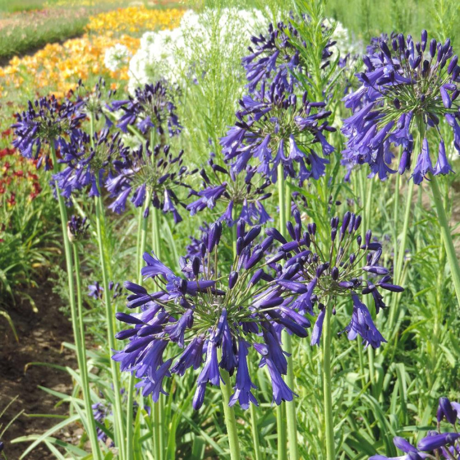plantes-vivaces-agapanthus-purple-cloud-agapanthe-en-vente-pepiniere-lepage-