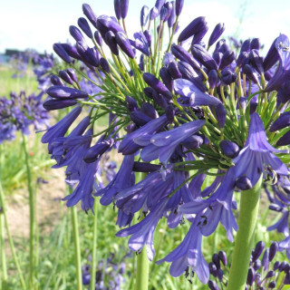 plantes-vivaces-agapanthus-purple-cloud-agapanthe-en-vente-pepiniere-lepage-