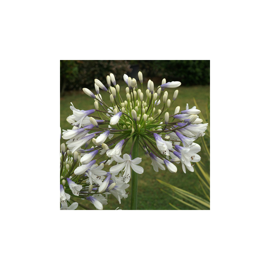 Plantes Vivaces AGAPANTHUS 'Queen Mum' - Agapanthe en vente - Pépinière Lepage .