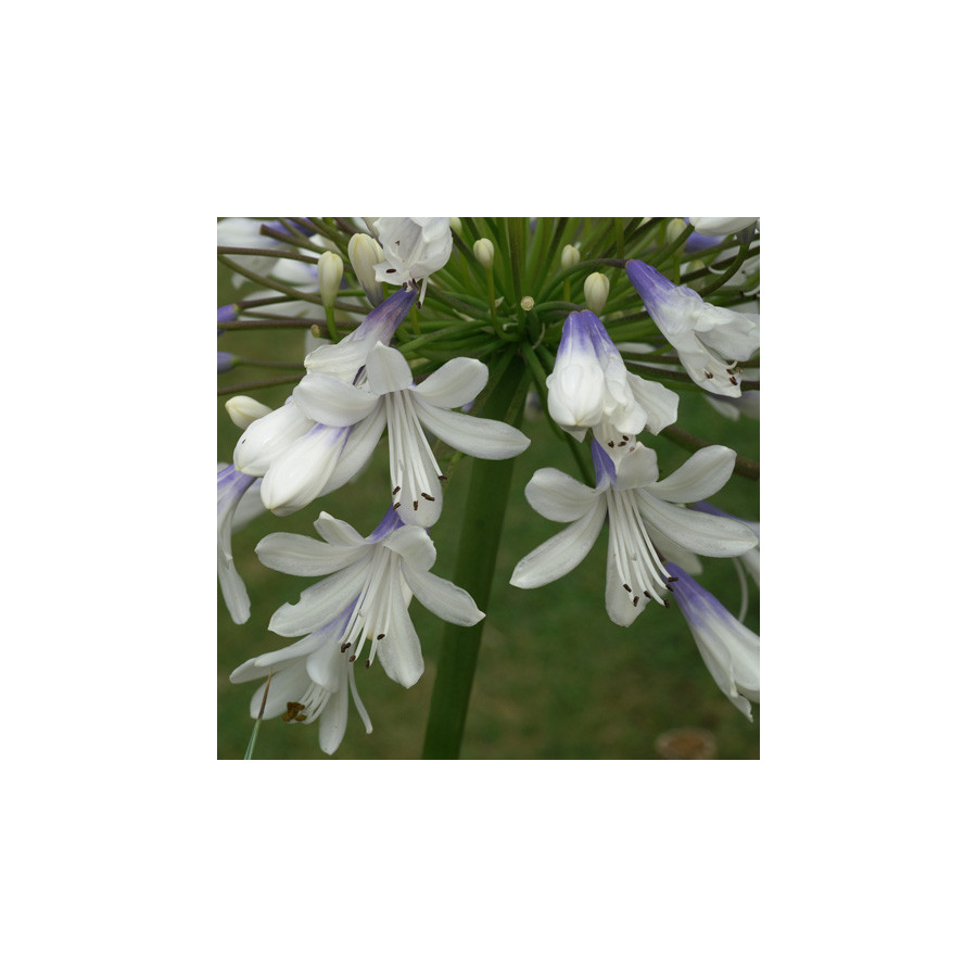 Plantes Vivaces AGAPANTHUS 'Queen Mum' - Agapanthe en vente - Pépinière Lepage .