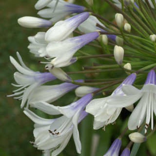 Plantes Vivaces AGAPANTHUS 'Queen Mum' - Agapanthe en vente - Pépinière Lepage .