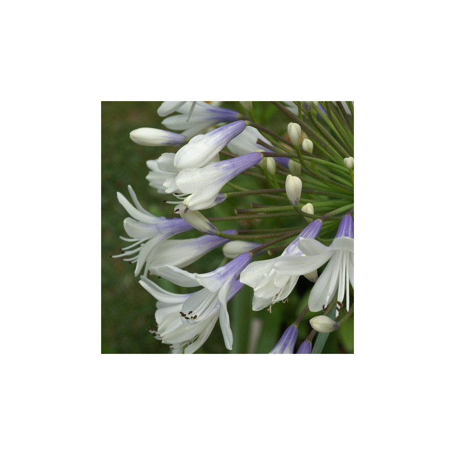 Plantes Vivaces AGAPANTHUS 'Queen Mum' - Agapanthe en vente - Pépinière Lepage .