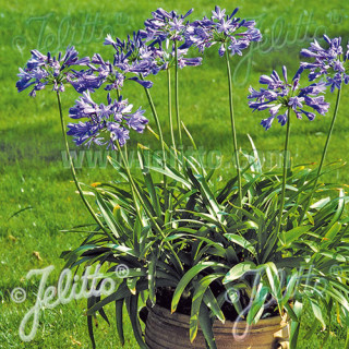 plantes-vivaces-agapanthus-africanus-agapanthe-d-afrique-en-vente-pepiniere-lepage-