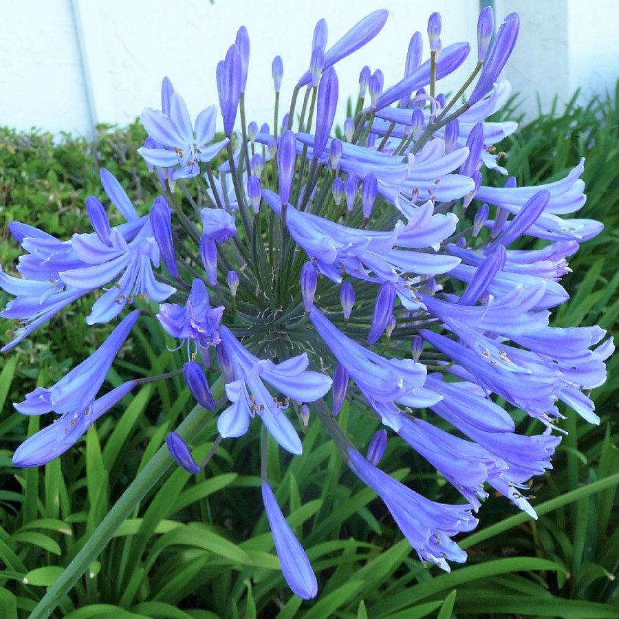 plantes-vivaces-agapanthus-africanus-agapanthe-d-afrique-en-vente-pepiniere-lepage-