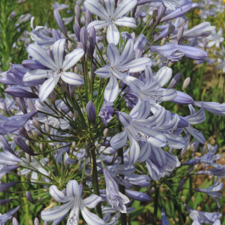 plantes-vivaces-agapanthus-campanulatus-agapanthe-campanulee-en-vente-pepiniere-lepage-