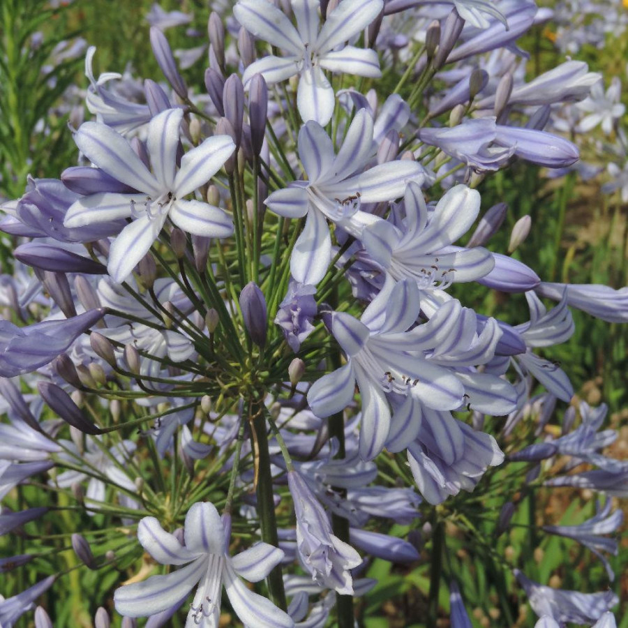 Plantes Vivaces AGAPANTHUS campanulatus - Agapanthe Campanulée en vente - Pépinière Lepage .