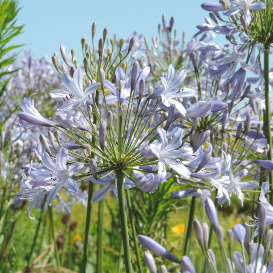 Plantes Vivaces AGAPANTHUS campanulatus - Agapanthe Campanulée en vente - Pépinière Lepage .