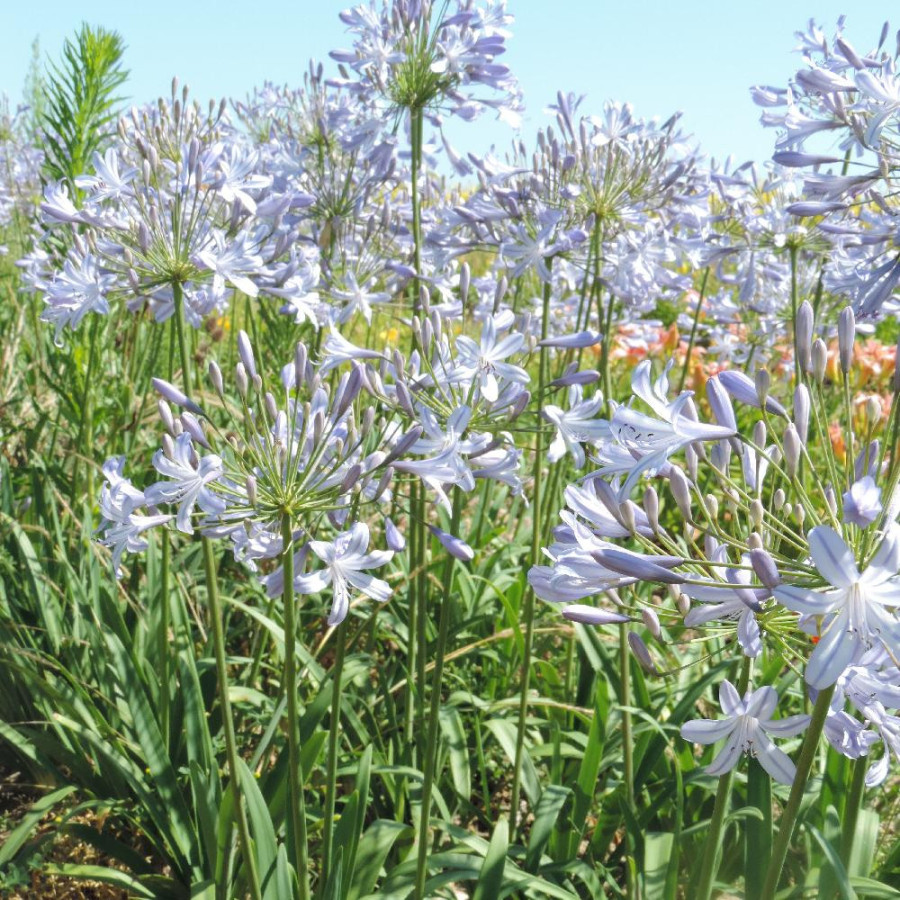 Plantes Vivaces AGAPANTHUS campanulatus - Agapanthe Campanulée en vente - Pépinière Lepage .