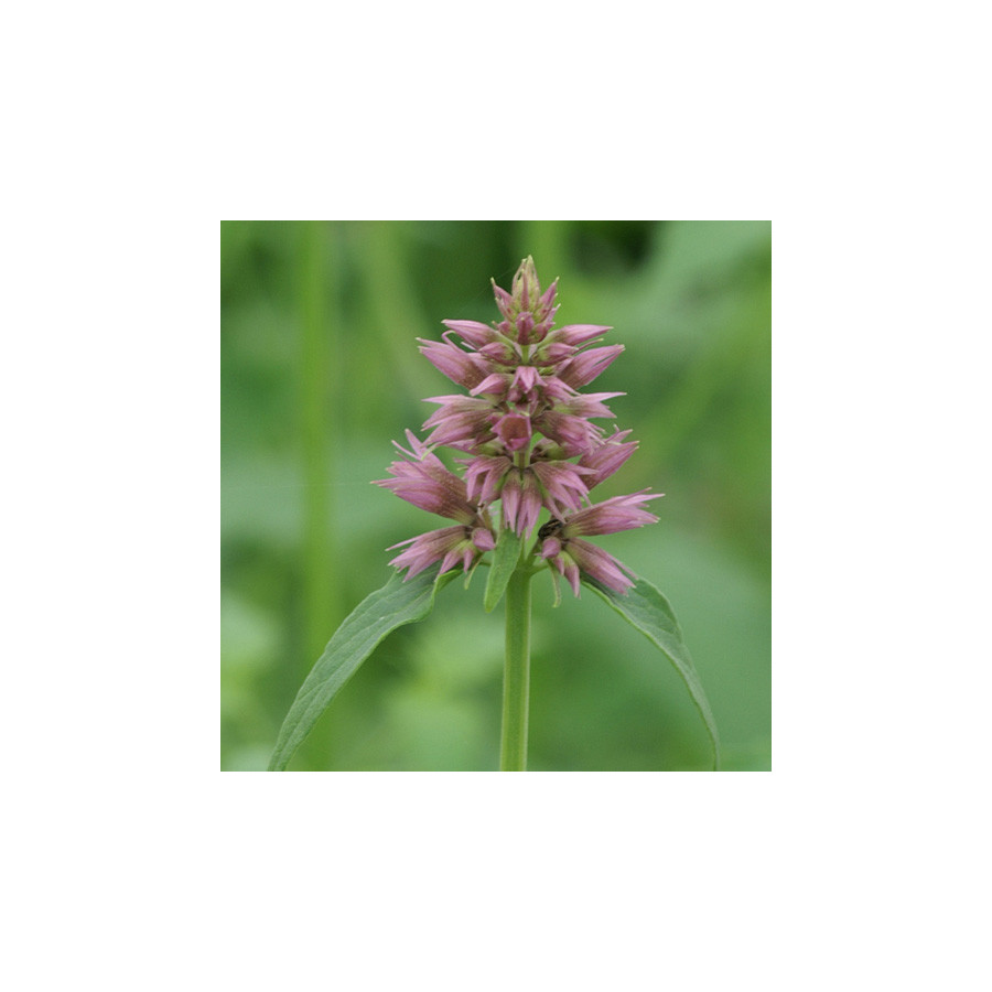 plantes-vivaces-agastache-ayala-agastache-en-vente-pepiniere-lepage-