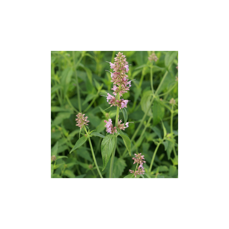 plantes-vivaces-agastache-ayala-agastache-en-vente-pepiniere-lepage-