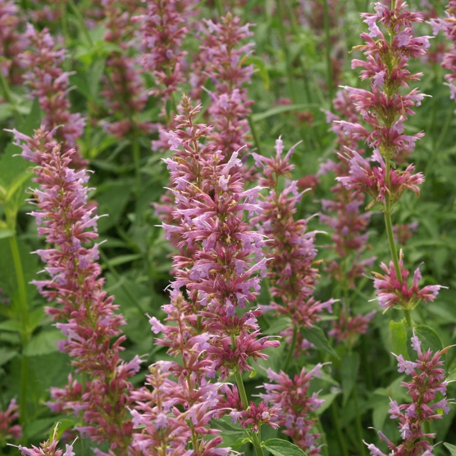 plantes-vivaces-agastache-ayala-agastache-en-vente-pepiniere-lepage-