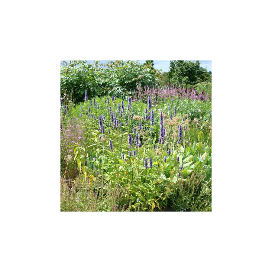 plantes-vivaces-agastache-black-adder-agastache-en-vente-pepiniere-lepage-