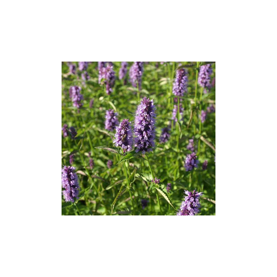 plantes-vivaces-agastache-black-adder-agastache-en-vente-pepiniere-lepage-
