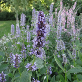 plantes-vivaces-agastache-black-adder-agastache-en-vente-pepiniere-lepage-