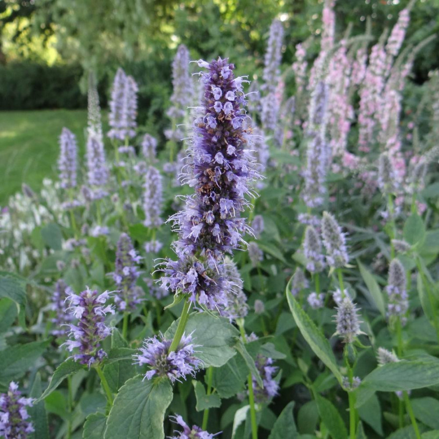 plantes-vivaces-agastache-black-adder-agastache-en-vente-pepiniere-lepage-