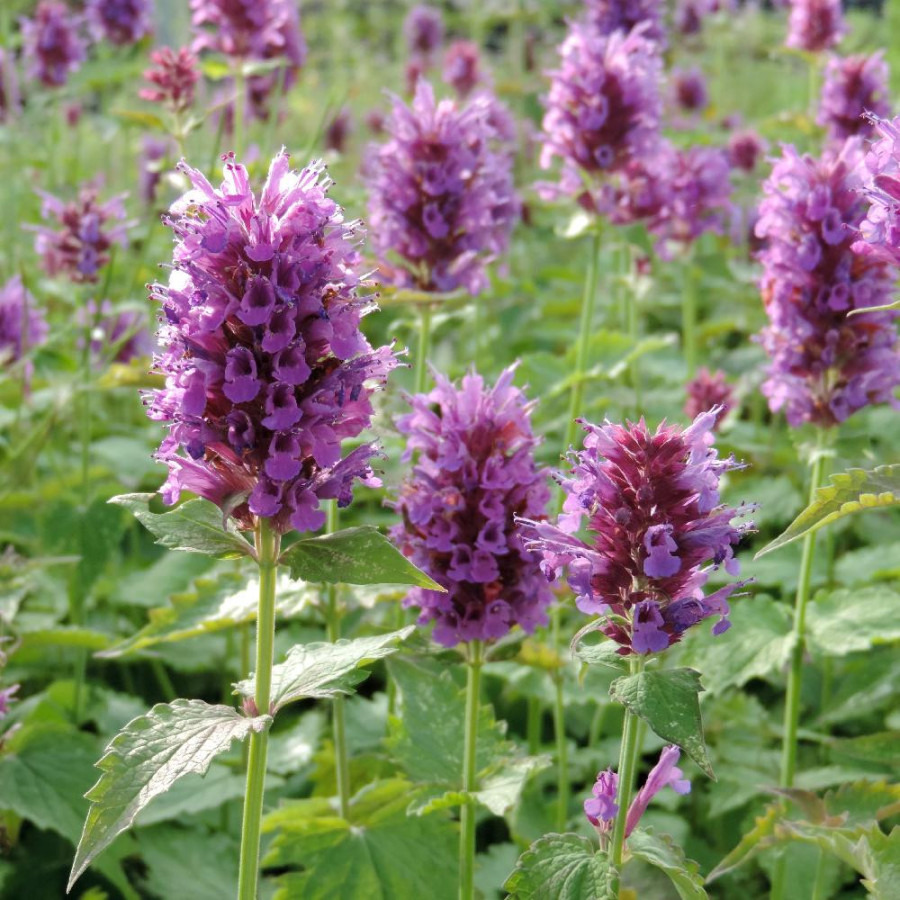 Plantes Vivaces AGASTACHE 'Globetrotter' - Agastache en vente - Pépinière Lepage .