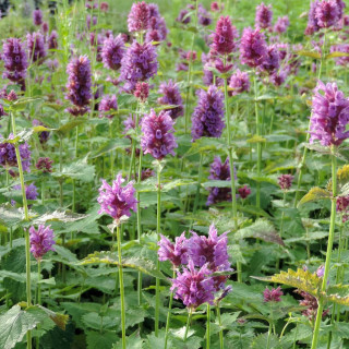 Plantes Vivaces AGASTACHE 'Globetrotter' - Agastache en vente - Pépinière Lepage .