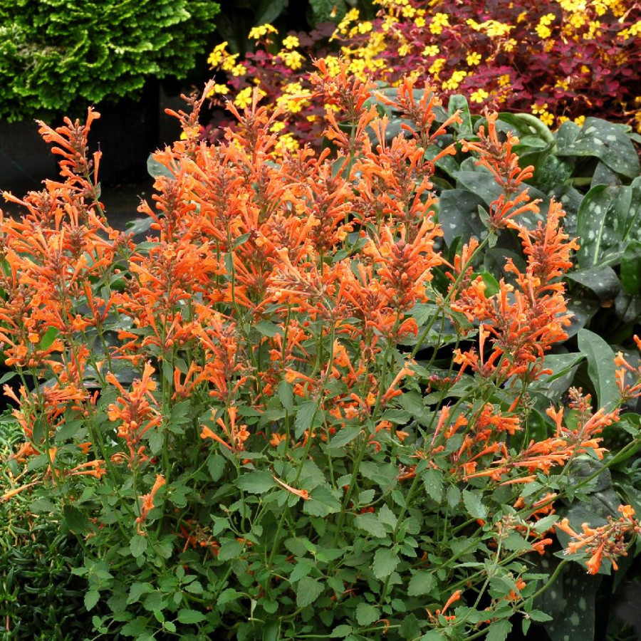 plantes-vivaces-agastache-kudos-mandarin-R-agastache-en-vente-pepiniere-lepage-