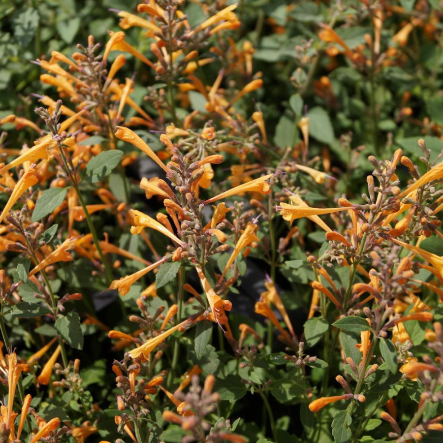 plantes-vivaces-agastache-kudos-mandarin-R-agastache-en-vente-pepiniere-lepage-