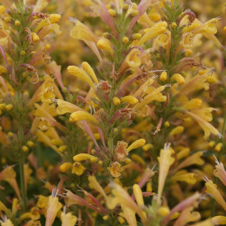 plantes-vivaces-agastache-kudos-yellow-agastache-en-vente-pepiniere-lepage-