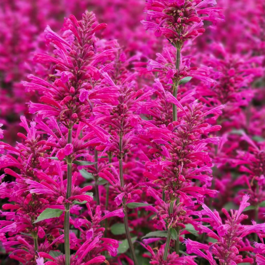 plantes-vivaces-agastache-morello-agastache-en-vente-pepiniere-lepage-