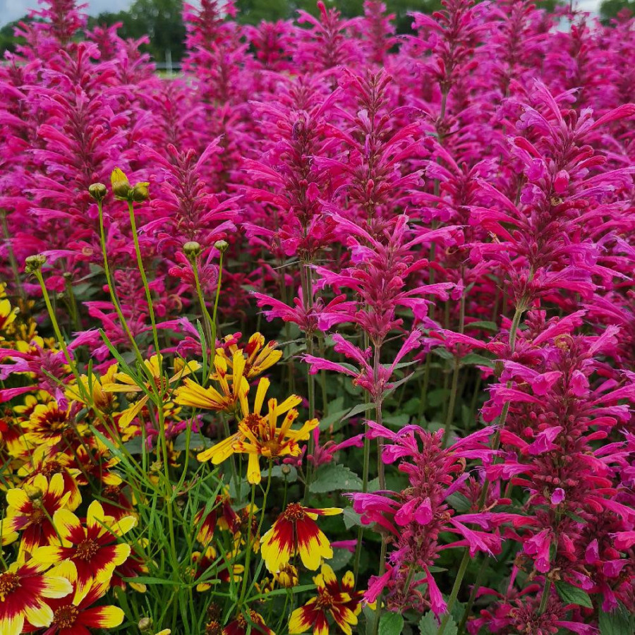 plantes-vivaces-agastache-morello-agastache-en-vente-pepiniere-lepage-