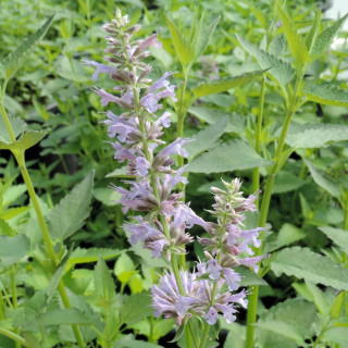 plantes-vivaces-agastache-serpentine-agastache-en-vente-pepiniere-lepage-