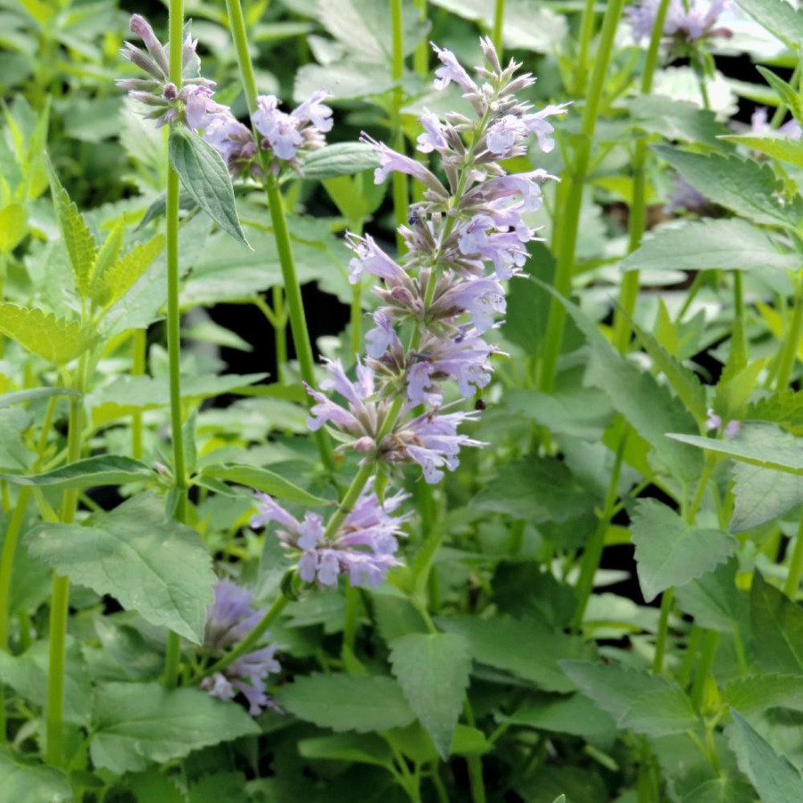 plantes-vivaces-agastache-serpentine-agastache-en-vente-pepiniere-lepage-