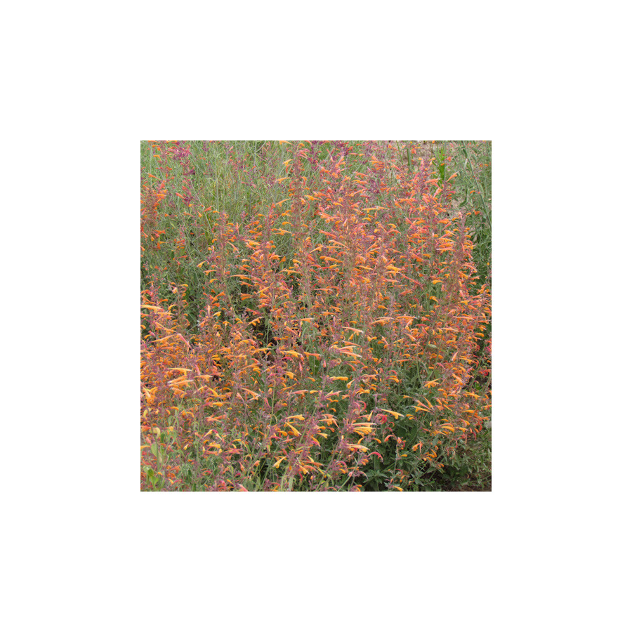 plantes-vivaces-agastache-aurantiaca-agastache-doree-en-vente-pepiniere-lepage-