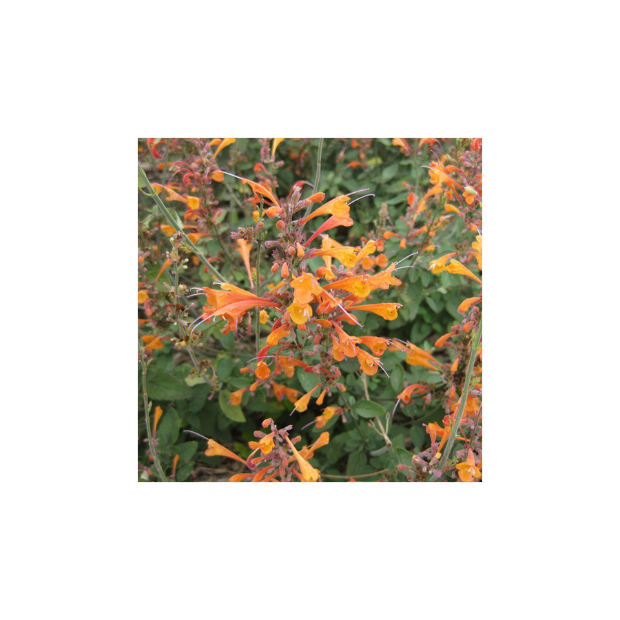 plantes-vivaces-agastache-aurantiaca-agastache-doree-en-vente-pepiniere-lepage-