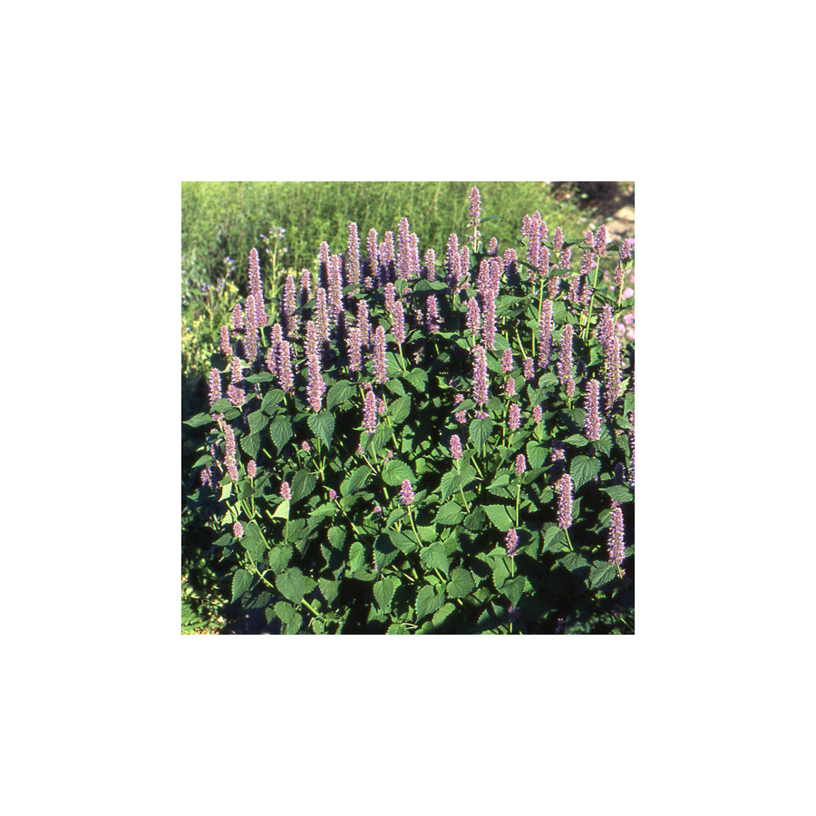 plantes-vivaces-agastache-foeniculum-anisata-agastache-fenouil-en-vente-pepiniere-lepage-
