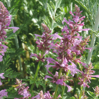 plantes-vivaces-agastache-pallidiflora-pink-pop-agastache-en-vente-pepiniere-lepage-