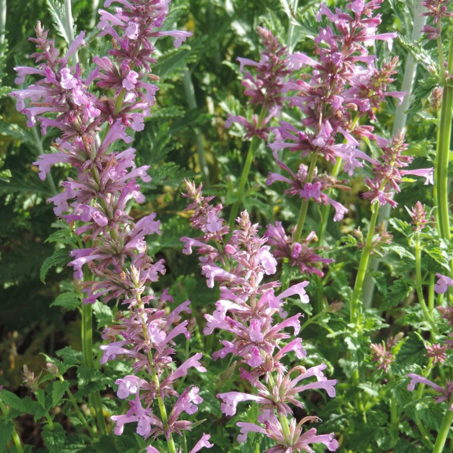 plantes-vivaces-agastache-pallidiflora-pink-pop-agastache-en-vente-pepiniere-lepage-
