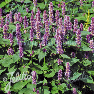 plantes-vivaces-agastache-rugosa-menthe-coreenne-en-vente-agastache-en-vente-pepiniere-lepage-
