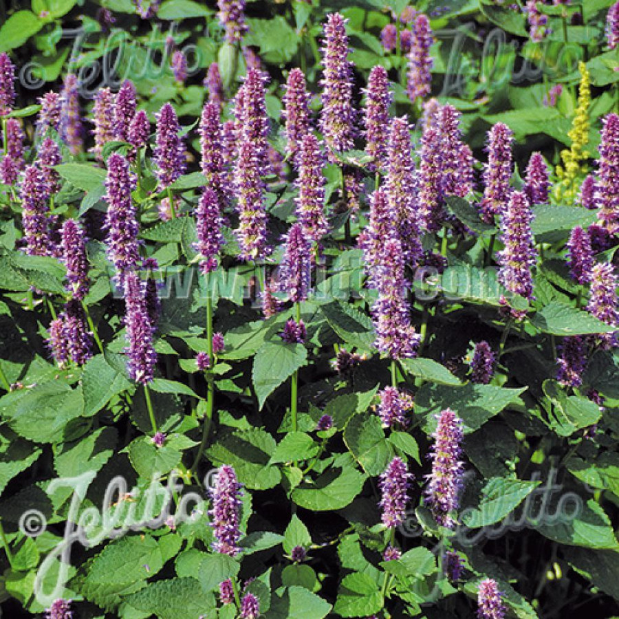 plantes-vivaces-agastache-rugosa-menthe-coreenne-en-vente-agastache-en-vente-pepiniere-lepage-
