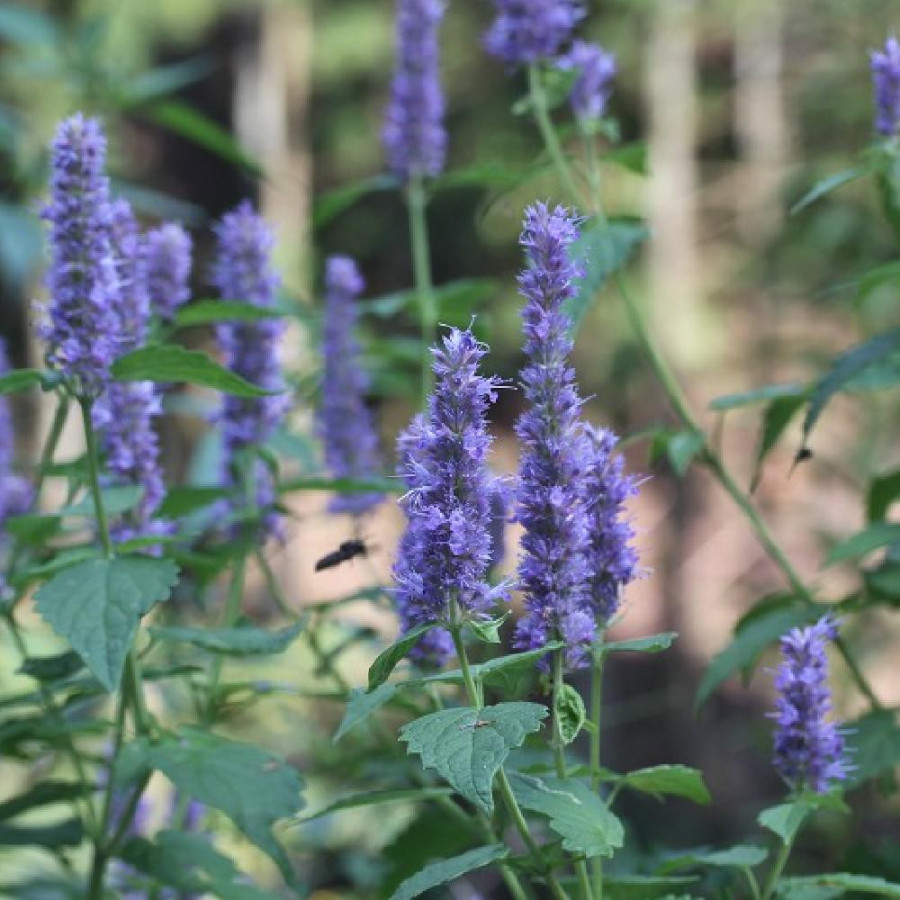 plantes-vivaces-agastache-rugosa-menthe-coreenne-en-vente-agastache-en-vente-pepiniere-lepage-