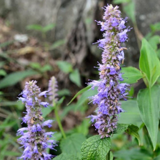 plantes-vivaces-agastache-rugosa-menthe-coreenne-en-vente-agastache-en-vente-pepiniere-lepage-