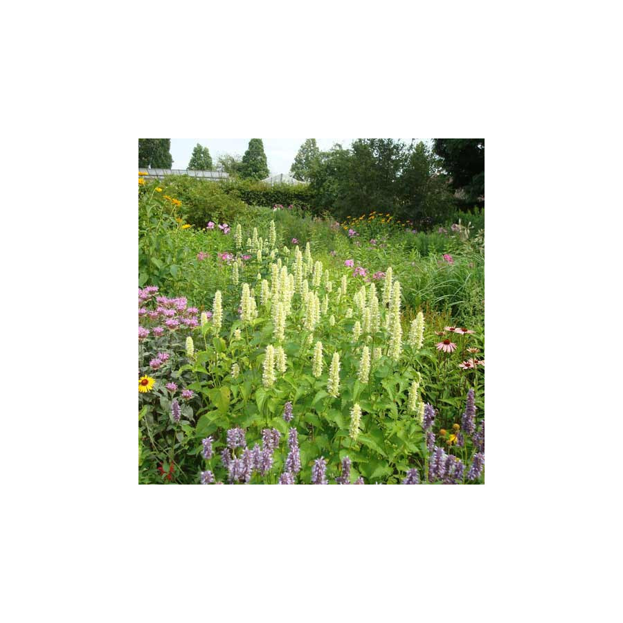 plantes-vivaces-agastache-rugosa-alabaster-agastache-en-vente-pepiniere-lepage-