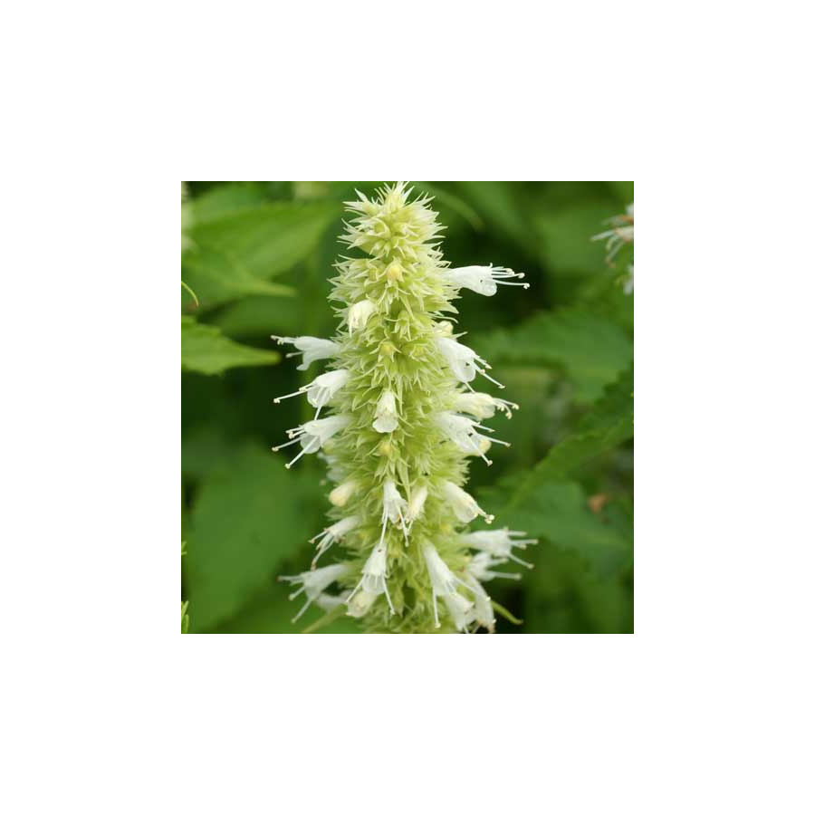 plantes-vivaces-agastache-rugosa-alabaster-agastache-en-vente-pepiniere-lepage-
