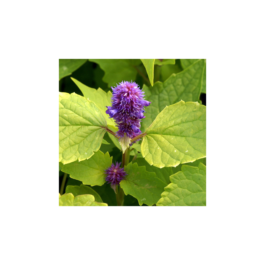 plantes-vivaces-agastache-rugosa-golden-jubilee-agastache-doree-en-vente-pepiniere-lepage-