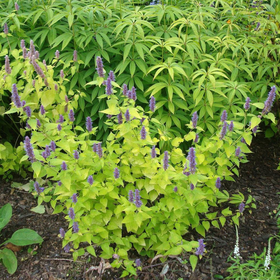 plantes-vivaces-agastache-rugosa-golden-jubilee-agastache-doree-en-vente-pepiniere-lepage-