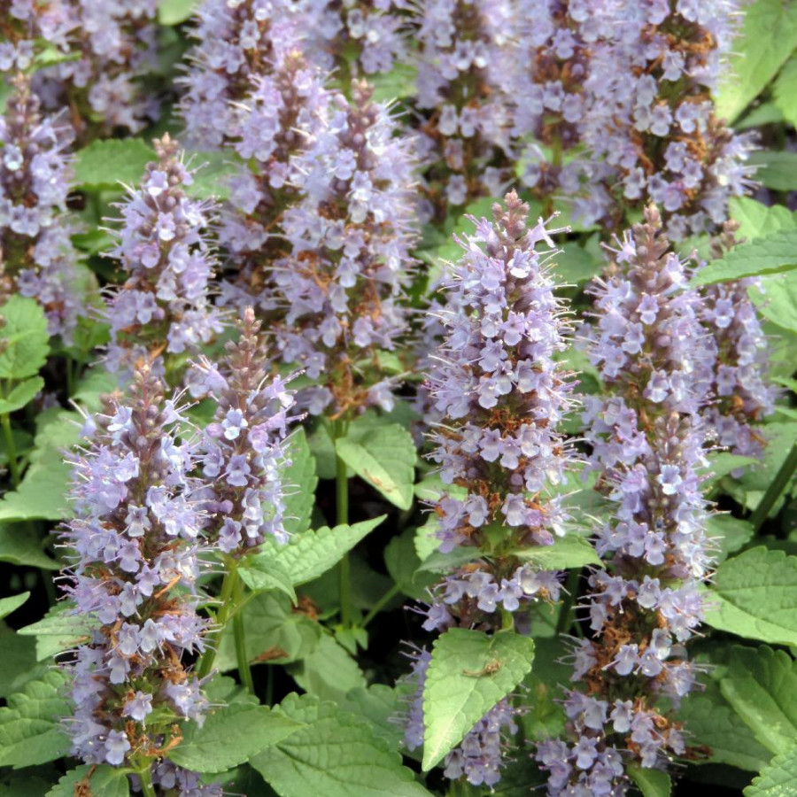 plantes-vivaces-agastache-rugosa-little-adder-agastache-en-vente-pepiniere-lepage-