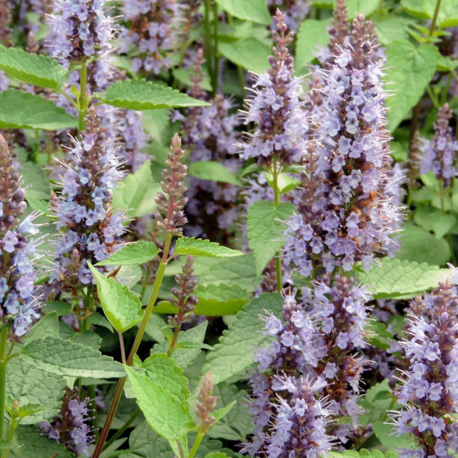 plantes-vivaces-agastache-rugosa-little-adder-agastache-en-vente-pepiniere-lepage-