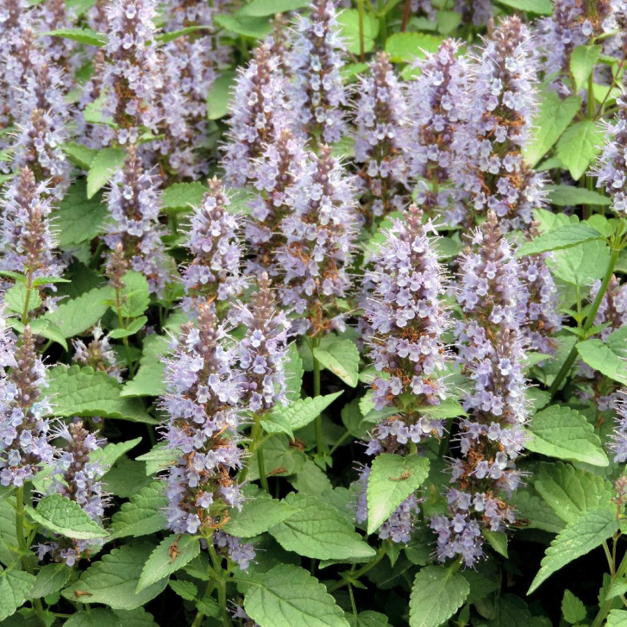 plantes-vivaces-agastache-rugosa-little-adder-agastache-en-vente-pepiniere-lepage-