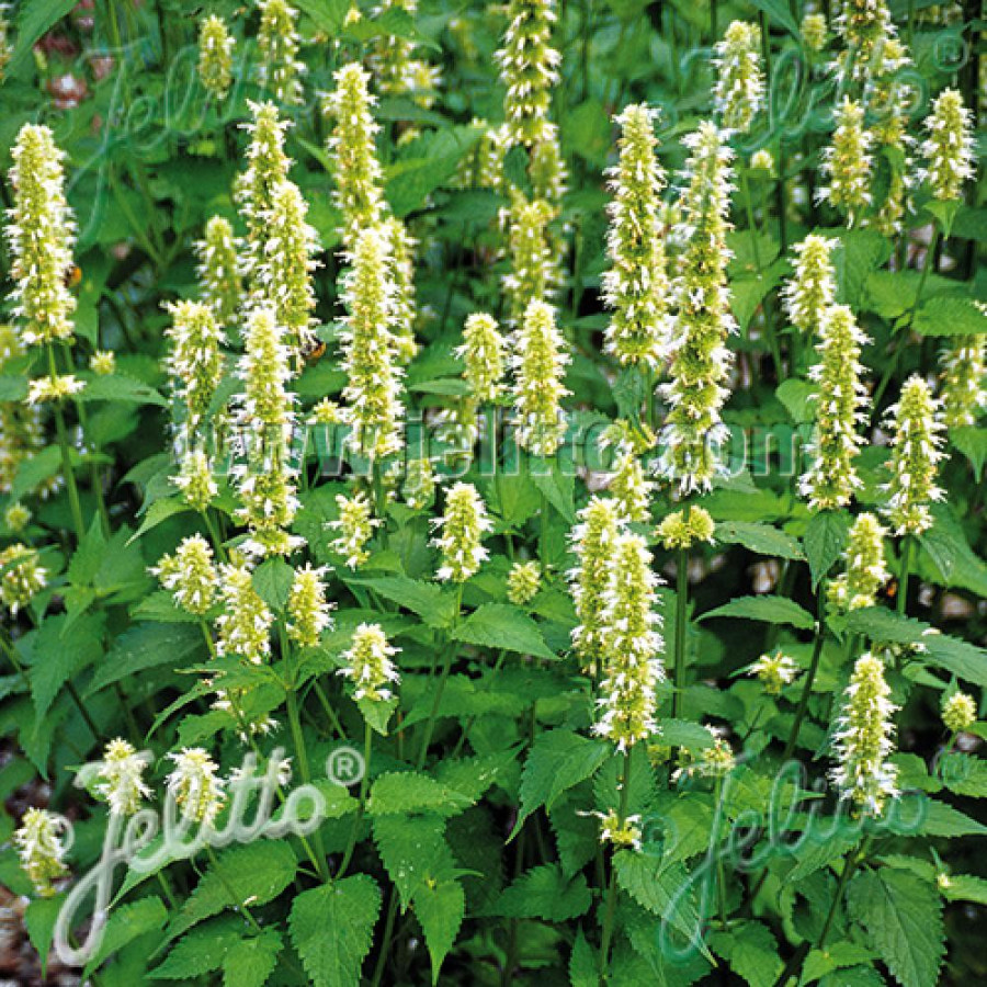 plantes-vivaces-agastache-rugosa-f-albiflora-agastache-en-vente-pepiniere-lepage-