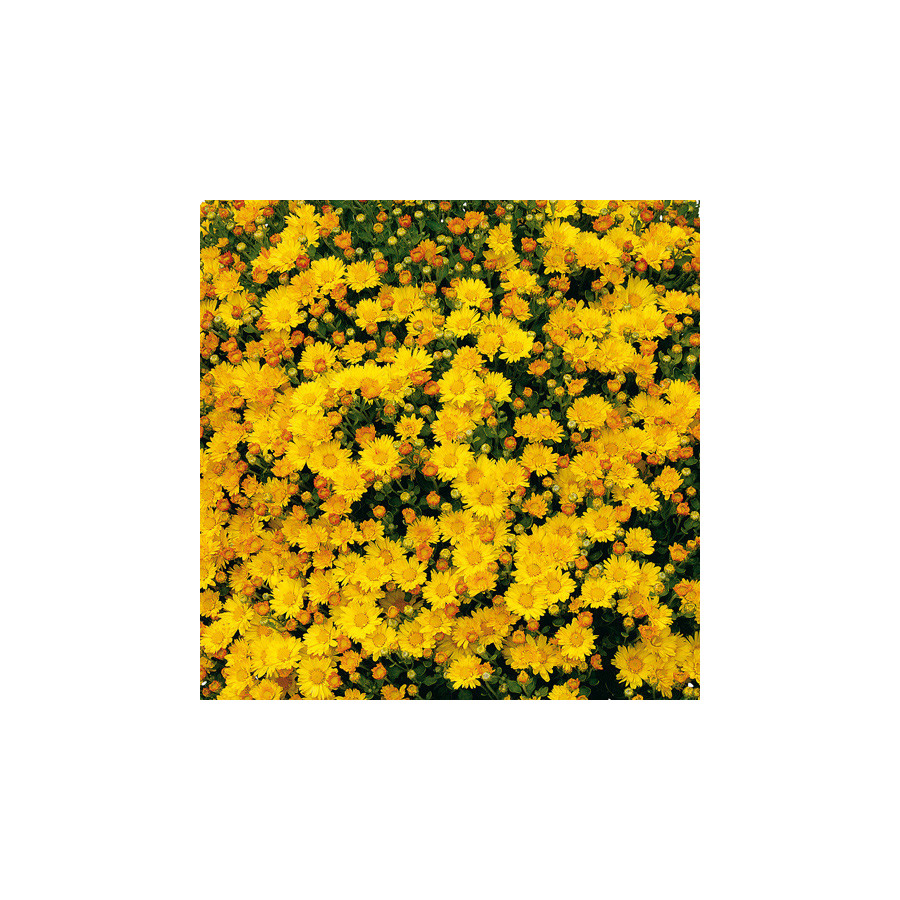plantes-vivaces-ajania-bellania-bengo-gold-chrysantheme-du-pacifique-en-vente-pepiniere-lepage-